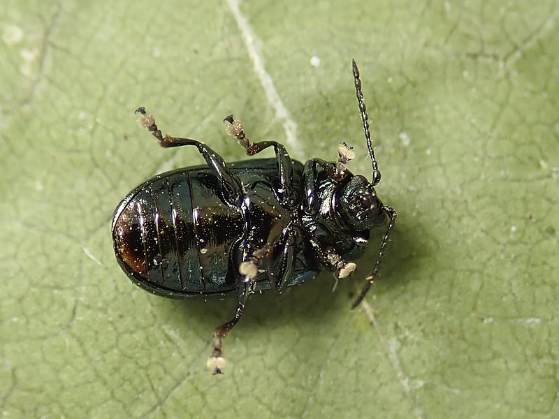 Chrysomelidae: Phratora laticollis (cf.)